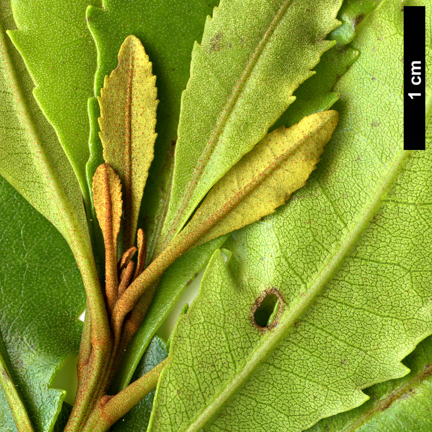 High resolution image: Family: Myricaceae - Genus: Myrica - Taxon: faya